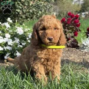 Polly, Mini Goldendoodle Puppy