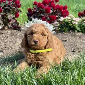 Polly, Mini Goldendoodle Puppy