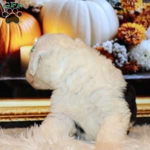Jenna, Old English Sheepdog Puppy