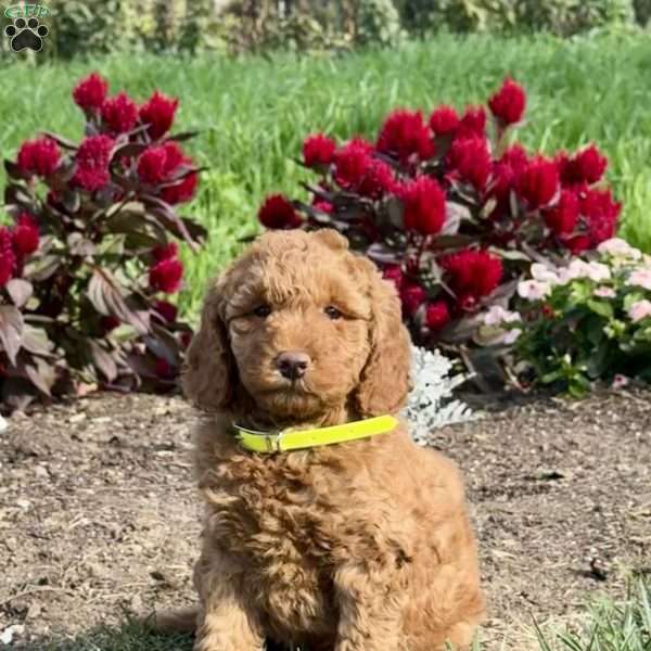 Polly, Mini Goldendoodle Puppy