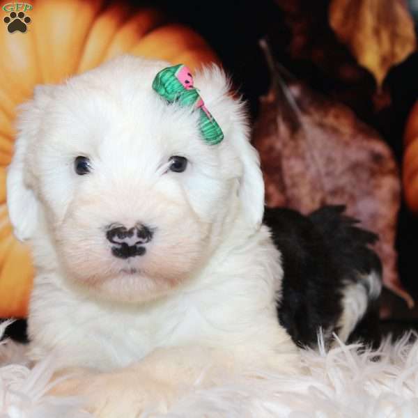 Jenna, Old English Sheepdog Puppy