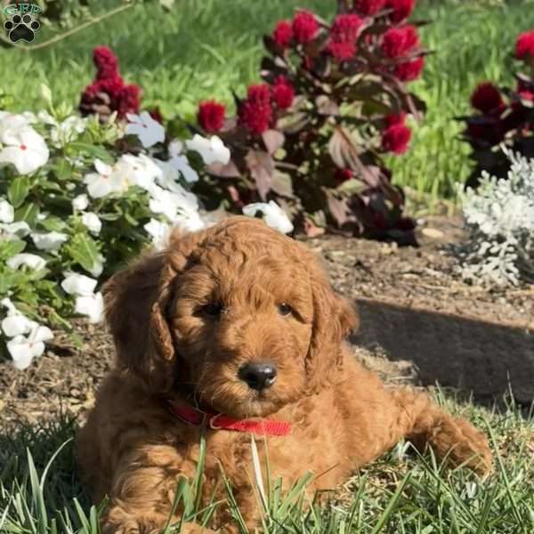 Pickles, Mini Goldendoodle Puppy