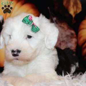 Jenna, Old English Sheepdog Puppy