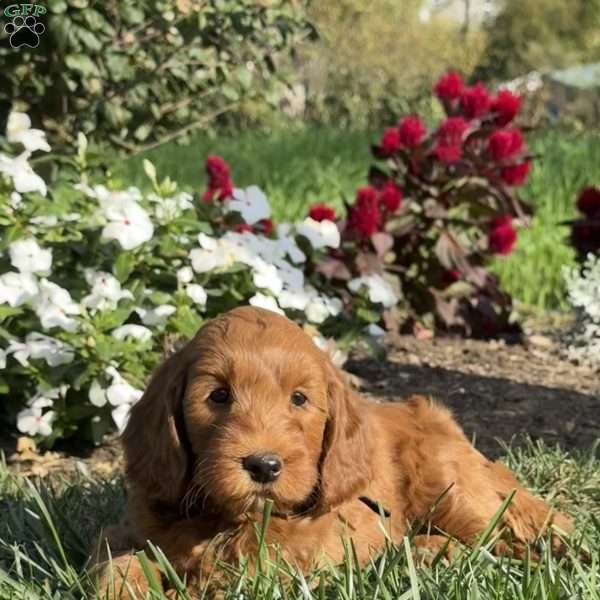 Pixie, Mini Goldendoodle Puppy