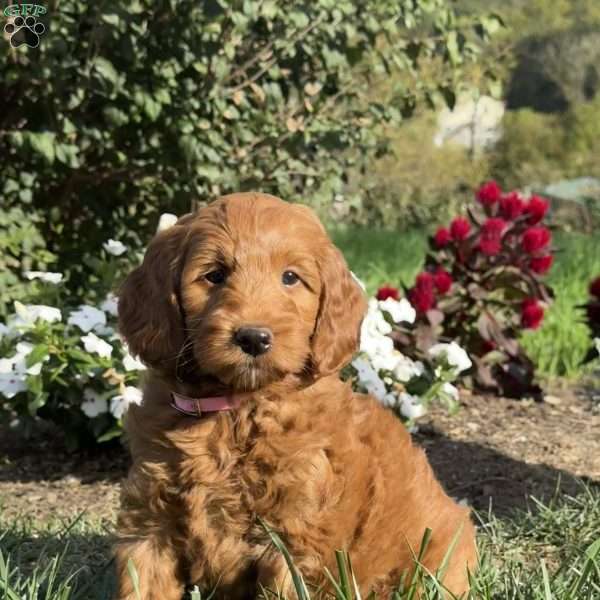 Peaches, Mini Goldendoodle Puppy
