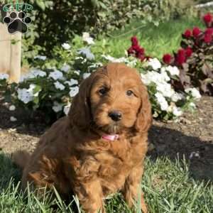 Peaches, Mini Goldendoodle Puppy
