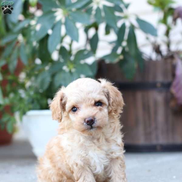 Lando, Toy Poodle Puppy