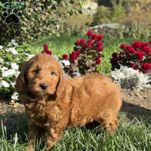 Peaches, Mini Goldendoodle Puppy