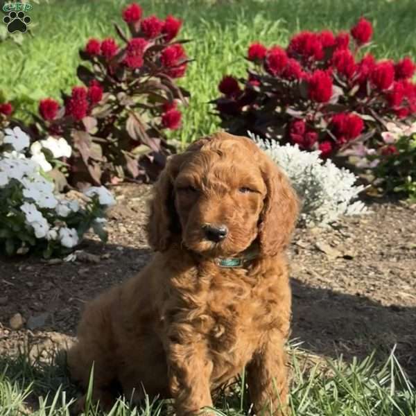 Pooch, Mini Goldendoodle Puppy