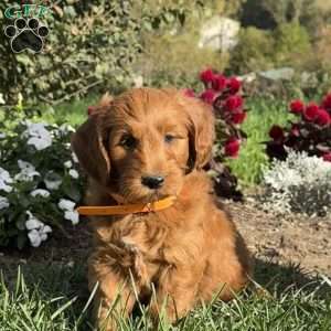 Pumpkin, Mini Goldendoodle Puppy