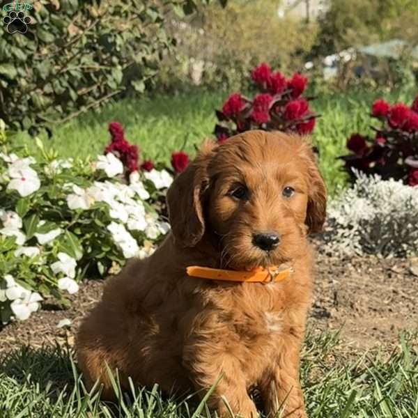Pumpkin, Mini Goldendoodle Puppy