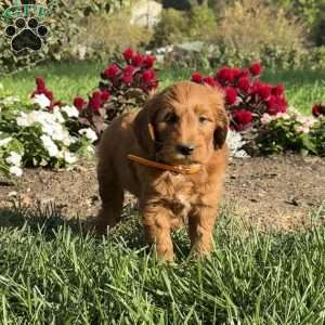Pumpkin, Mini Goldendoodle Puppy