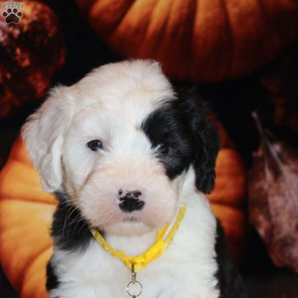 Rascal, Old English Sheepdog Puppy