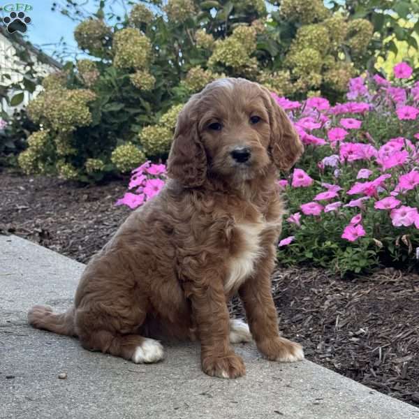 Kitty, Goldendoodle Puppy