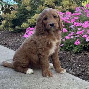 Kitty, Goldendoodle Puppy