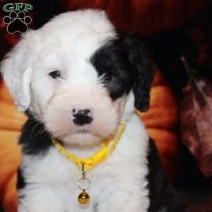 Rascal, Old English Sheepdog Puppy