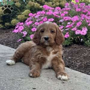 Kitty, Goldendoodle Puppy