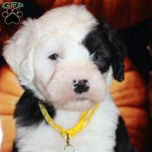 Rascal, Old English Sheepdog Puppy