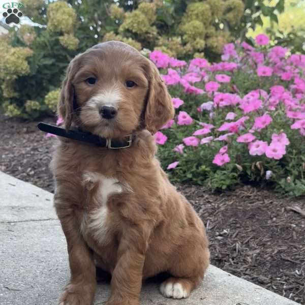 Katie, Goldendoodle Puppy