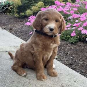 Katie, Goldendoodle Puppy
