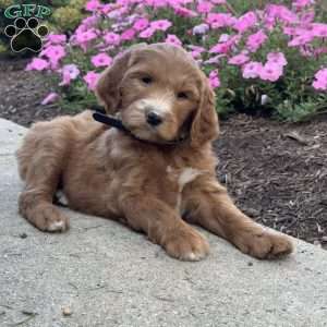 Katie, Goldendoodle Puppy