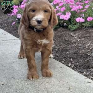 Katie, Goldendoodle Puppy