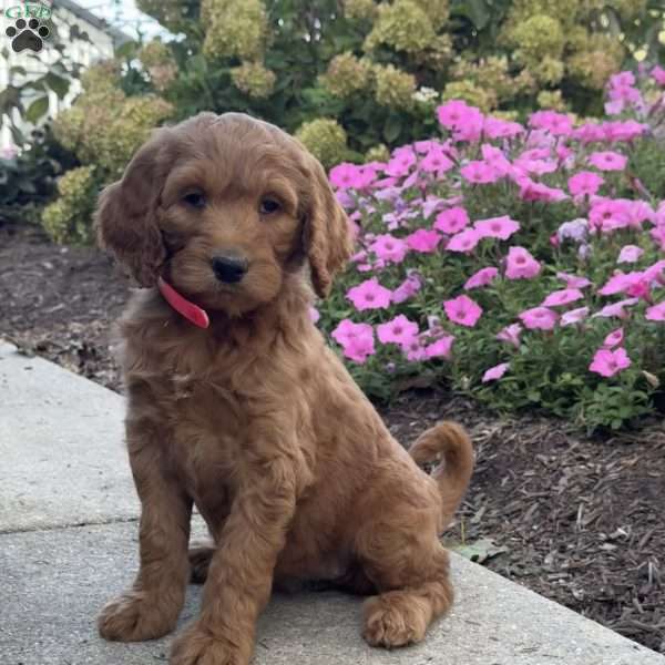 Kelsey, Goldendoodle Puppy