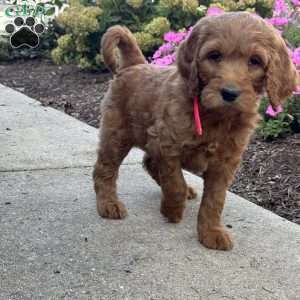 Kelsey, Goldendoodle Puppy