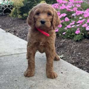 Kelsey, Goldendoodle Puppy