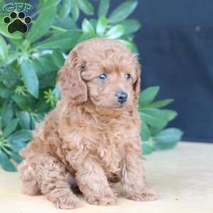 Layla, Toy Poodle Puppy