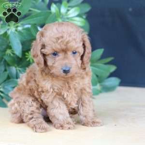 Layla, Toy Poodle Puppy