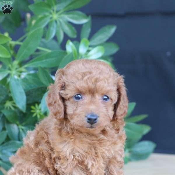 Layla, Toy Poodle Puppy