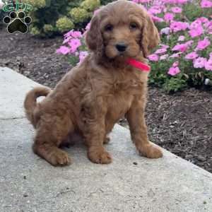 Kelsey, Goldendoodle Puppy