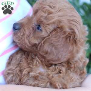 Layla, Toy Poodle Puppy