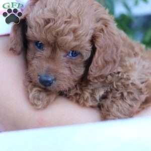 Layla, Toy Poodle Puppy
