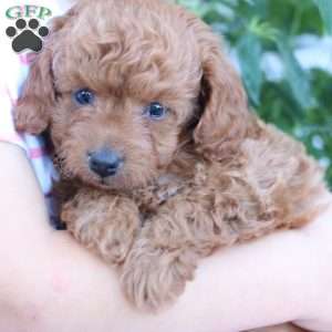 Layla, Toy Poodle Puppy