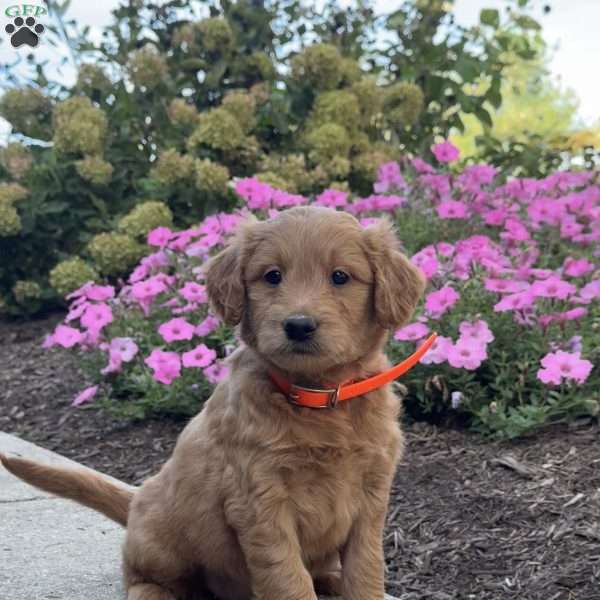 Kylie, Goldendoodle Puppy