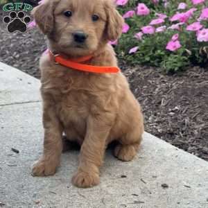 Kylie, Goldendoodle Puppy