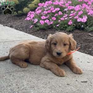 Kylie, Goldendoodle Puppy