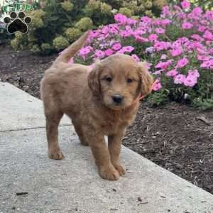 Kylie, Goldendoodle Puppy