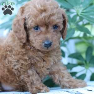 Layla, Toy Poodle Puppy