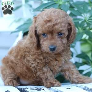 Layla, Toy Poodle Puppy