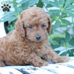Layla, Toy Poodle Puppy