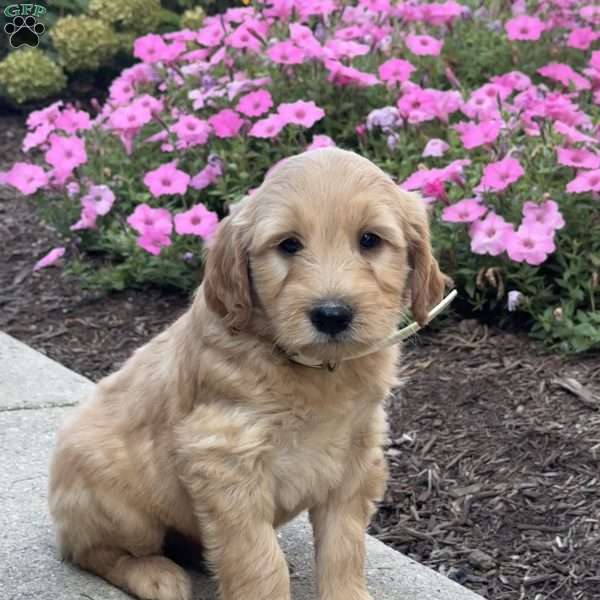 Kane, Goldendoodle Puppy