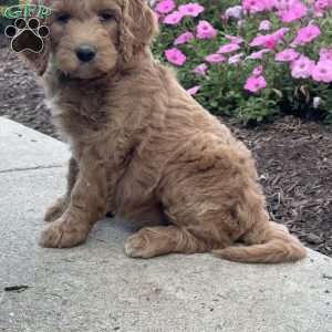 Karen, Goldendoodle Puppy
