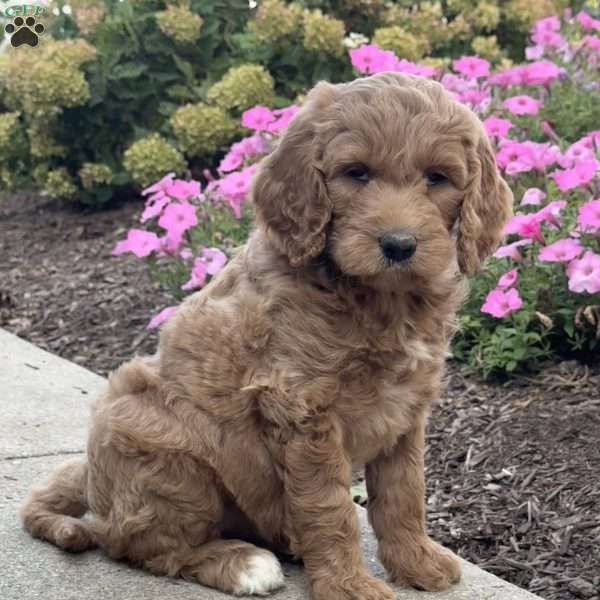 Karen, Goldendoodle Puppy