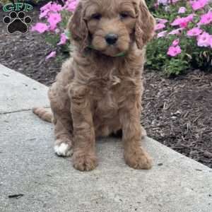 Karen, Goldendoodle Puppy
