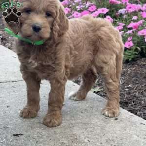 Karen, Goldendoodle Puppy