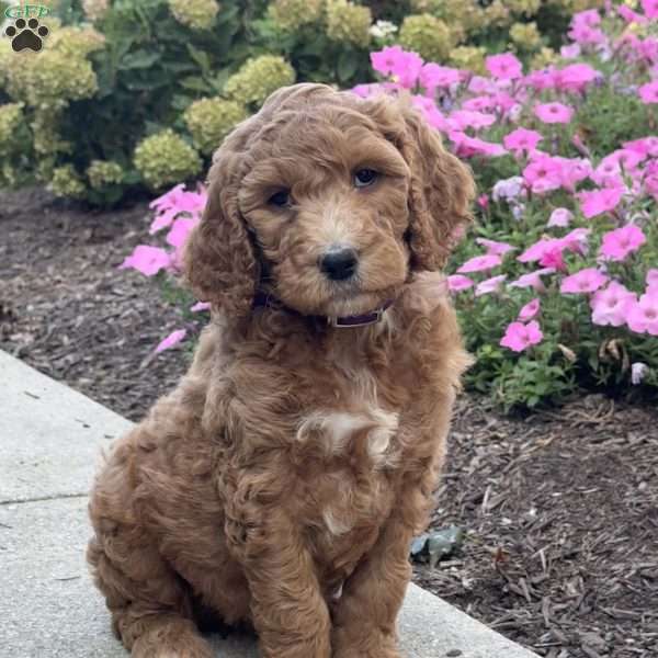 Kimmy, Goldendoodle Puppy