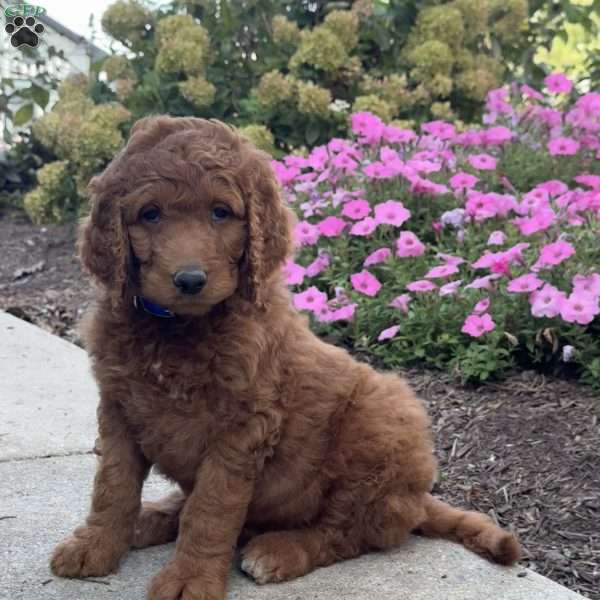 King, Goldendoodle Puppy